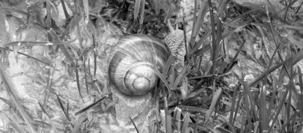 Histoire d’un escargot qui découvrit l’importance de la lenteur